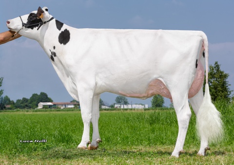 Dam: Sabbiona Tania VG-89 EX MS