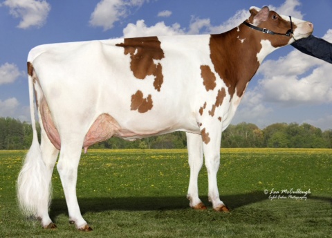 MGD: A-L-H Sympatico Ariel-Red VG-86