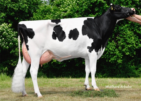 Dam : Astrid RDC GP-83