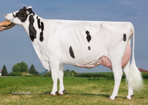 Great Grand Dam: Bambolina VG-88