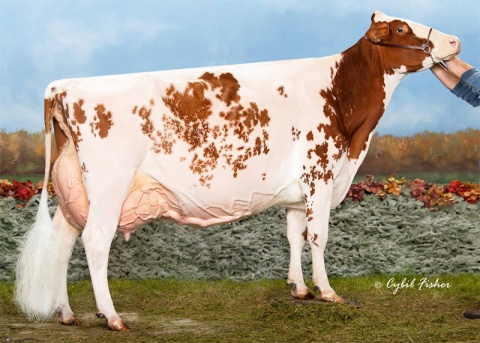 Arrière grand-mère: Blondin Redman Seisme EX-97