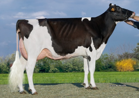 Dam: Cerettese Zia VG-86