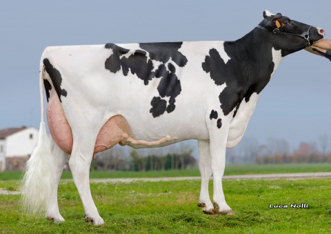 Dam: Dotti Silver Alessia- ET VG-85