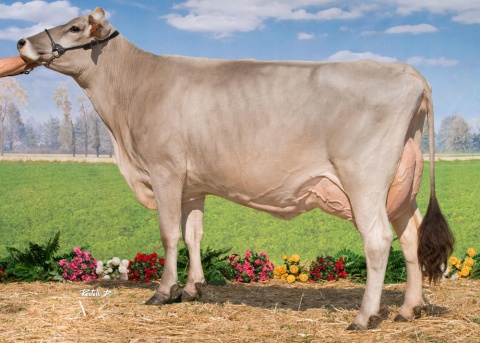 Dam: Fiona VG-88 MA EX-93