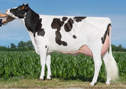 Full sister of Van Halen: Garioni Royal Montross Valkyria VG-85