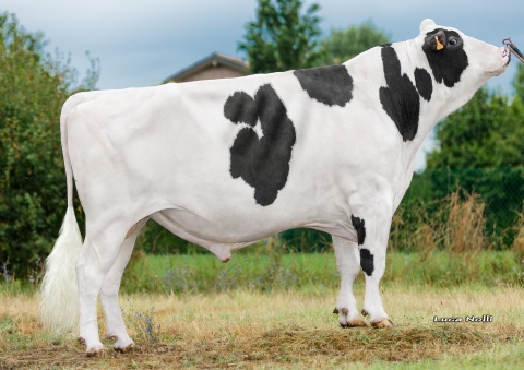 Garioni Royal Vanhalen EX-91
