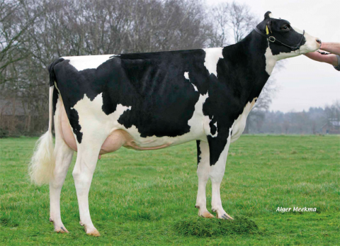 Great Grand Dam Holbra Manoa VG 85