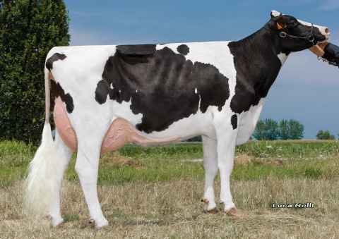 Dam: Idevra Royal Celestre GP-84