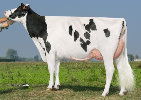 Idevra RODANAS GRINTA