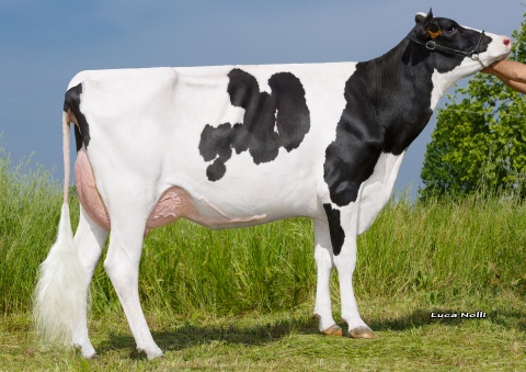 Dam: Idevra Royal Granata VG-86