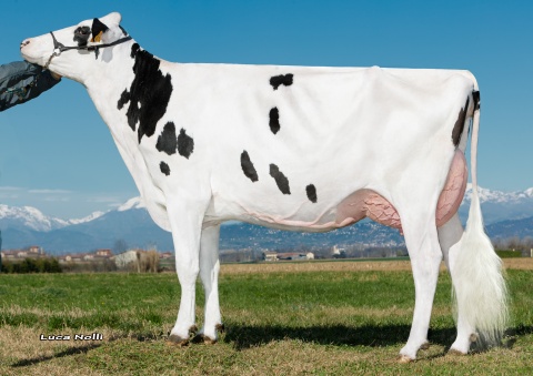Dam: Isolabella Bomby VG-87