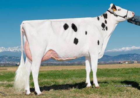 Dtr.: Isolabella Vanhalen Berta GP-84 2yrs