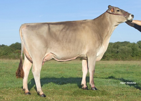 Dam: Lilipus VG-87 VG-88 MA