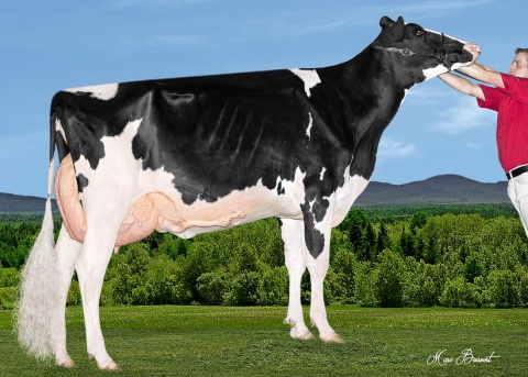 MGD: Lima Biscotti Dempsey EX-94 - Championne Coupe des éleveurs 2020 (Club Holstein Centre-du-Québec)