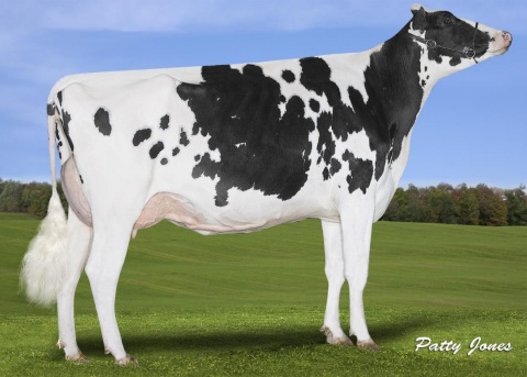 Dam: Lima Biscuit Doorman VG-88
