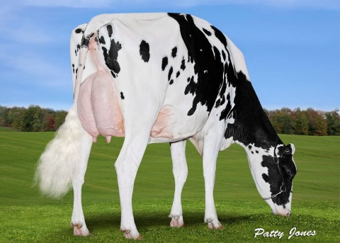 Dam: Lima Biscuit Doorman VG-88