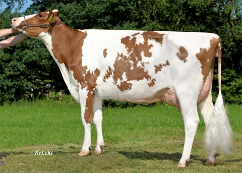 Granddam: Mar Belami Red P