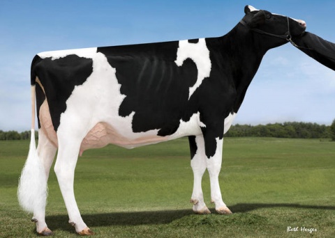 MGGD: Peak Charm-ET VG 85