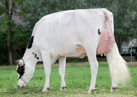 Dam: Sabbiona Tania VG-89 EX MS