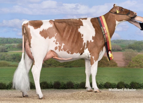 Dam: Special-RED VG-89 Cow of the year 2019