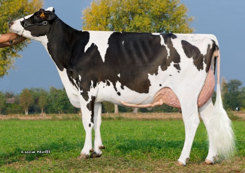 MGD: Zani Octavian Noemy VG-88
