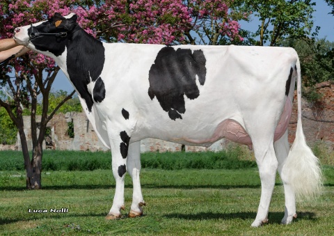 Zial Vanhalen Ondina GP-82