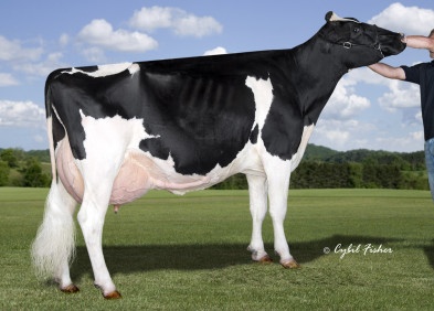 Granddam: Curr-Vale Goldwyn Delicious RC EX-94